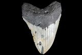 Bargain, Megalodon Tooth - North Carolina #83971-1